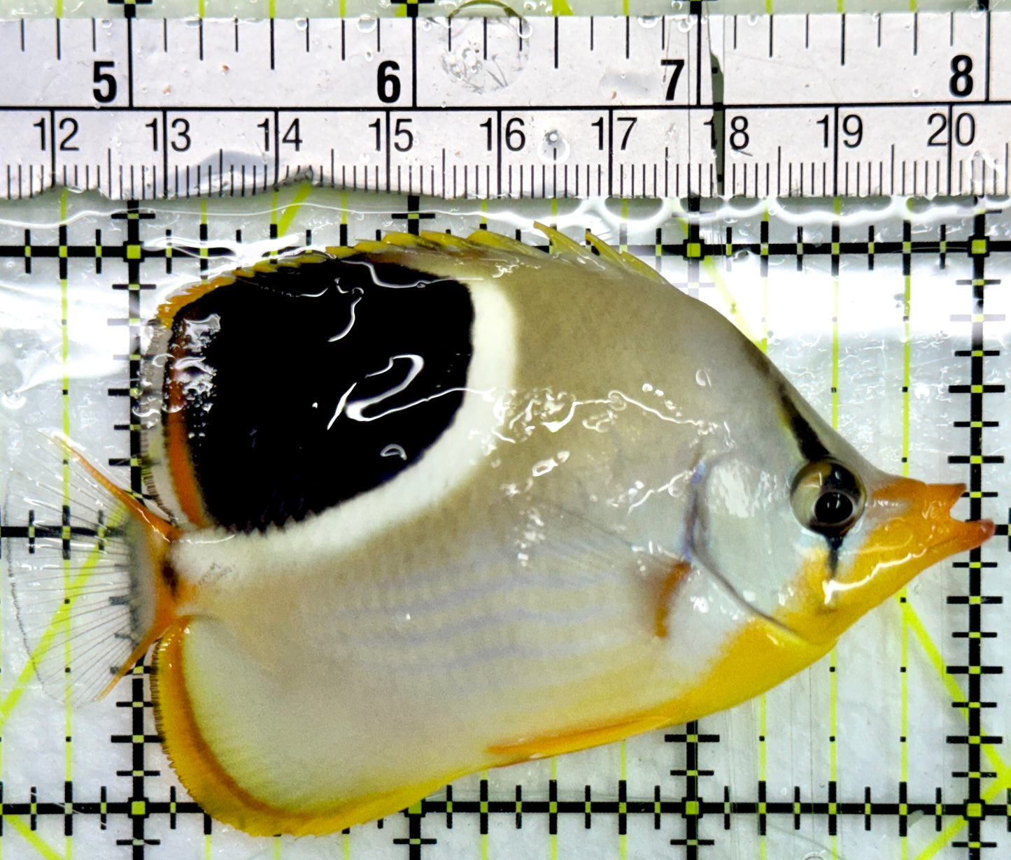 Saddleback Butterflyfish SB082401 WYSIWYG Size: M 3.5"
