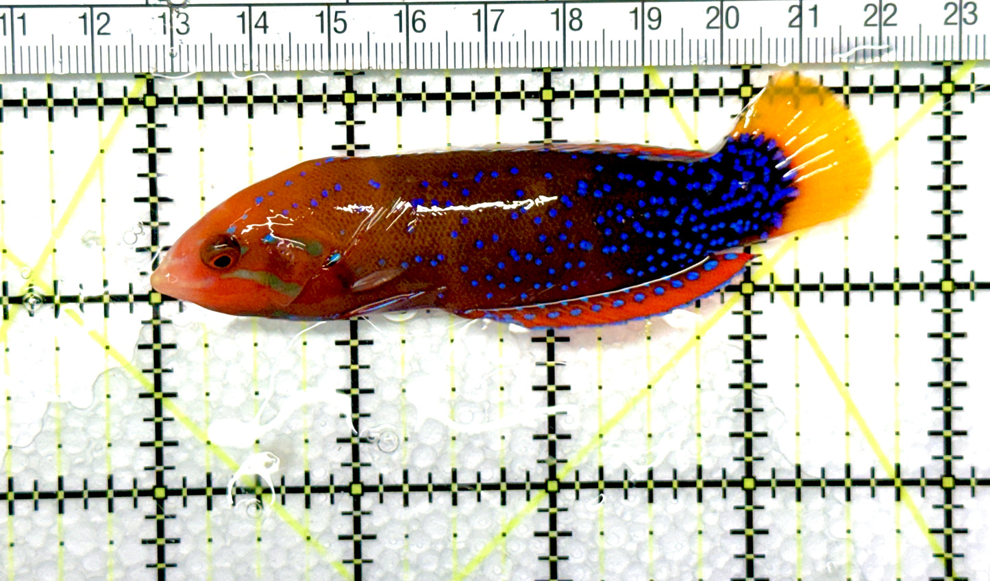 African Red Clown Coris Wrasse Adult ARCCWA081001 WYSIWYG Size: S 3.5" approx