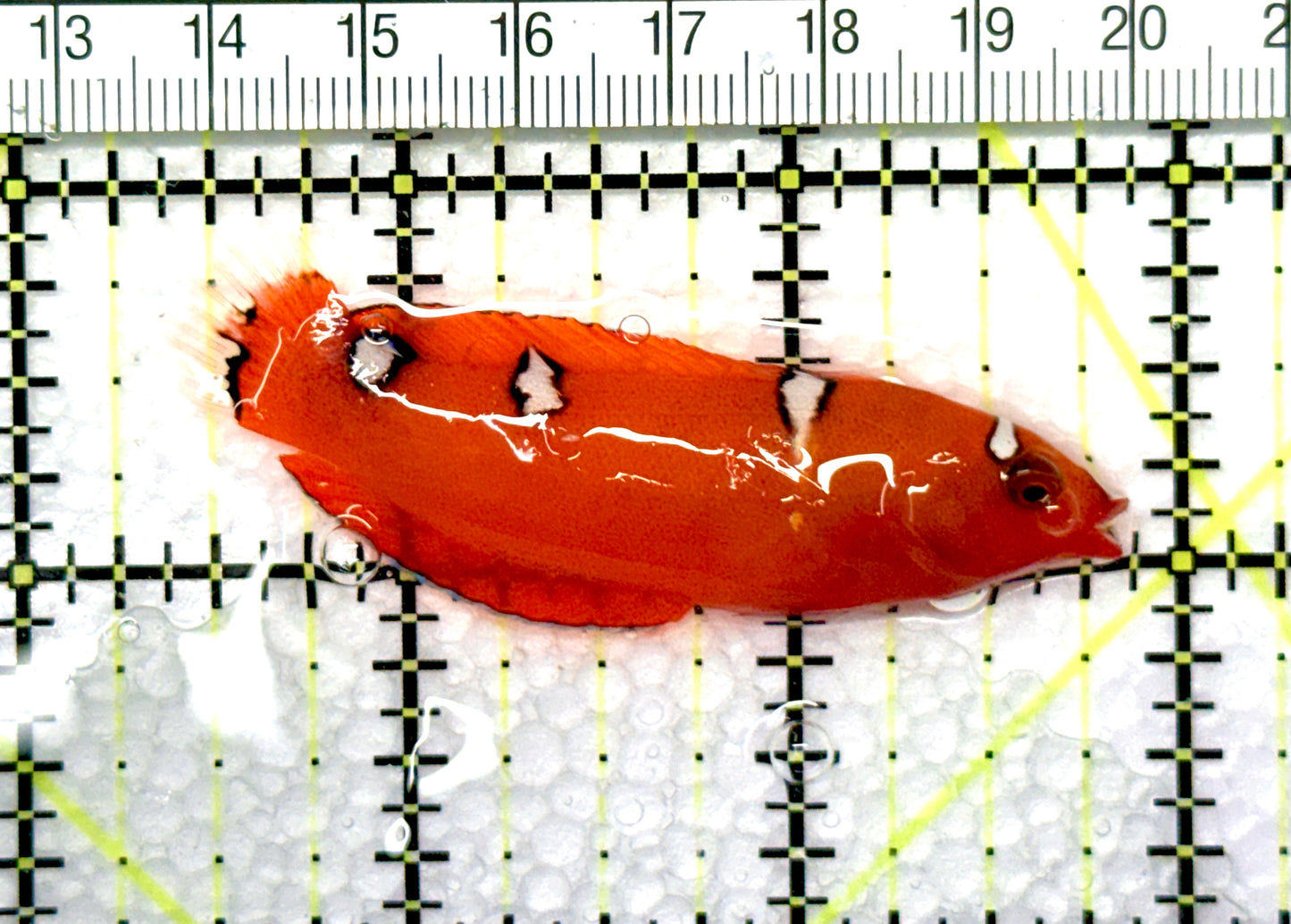 African Red Clown Coris Wrasse Juvenile ARCCWJ081001 WYSIWYG Size: M 2.75"approx