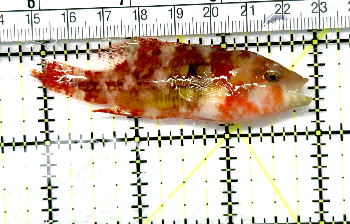 Twospot Wrasse TW081001 WYSIWYG Size: M 3" approx