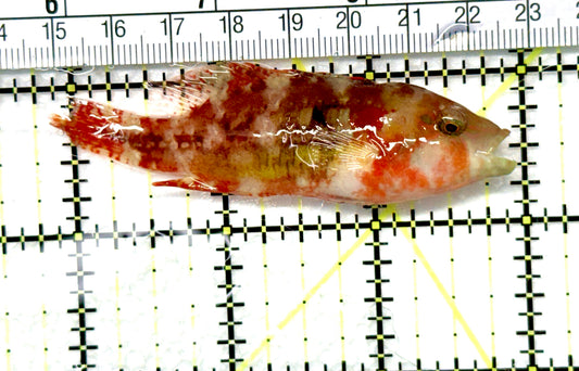 Twospot Wrasse TW081001 WYSIWYG Size: M 3" approx