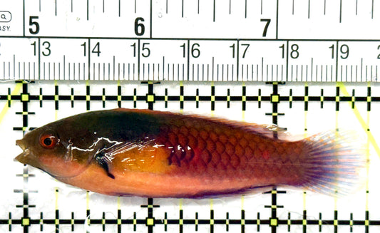 Blueside Fairy Wrasse BFW081001 WYSIWYG Size: L 2.75" approx