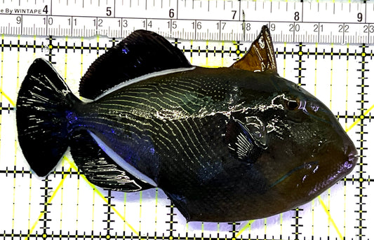 Black Triggerfish HBT062401 WYSIWYG Size: XL 5.5" approx