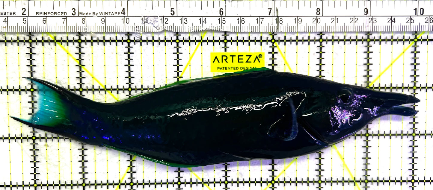 Green Bird Wrasse GBW062401 WYSIWYG Size: XXL/SHOW 8.5" approx