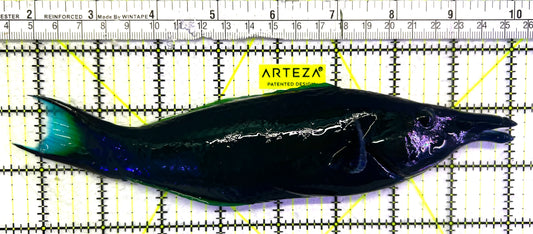 Green Bird Wrasse GBW062401 WYSIWYG Size: XXL/SHOW 8.5" approx