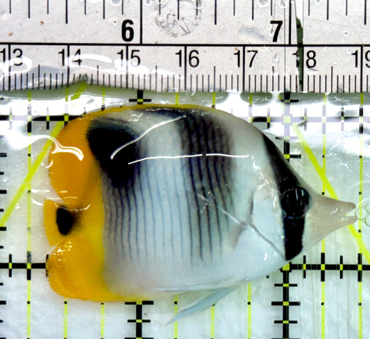 Blackwedged Butterflyfish BB082401 WYSIWYG Size: M 2.5"