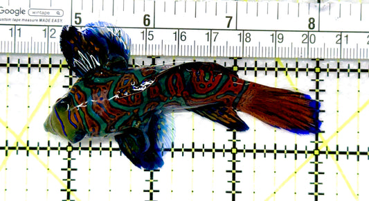 Green Mandarin Dragonet GMD081005 WYSIWYG Size: XXXL/SHOW 3.25" approx