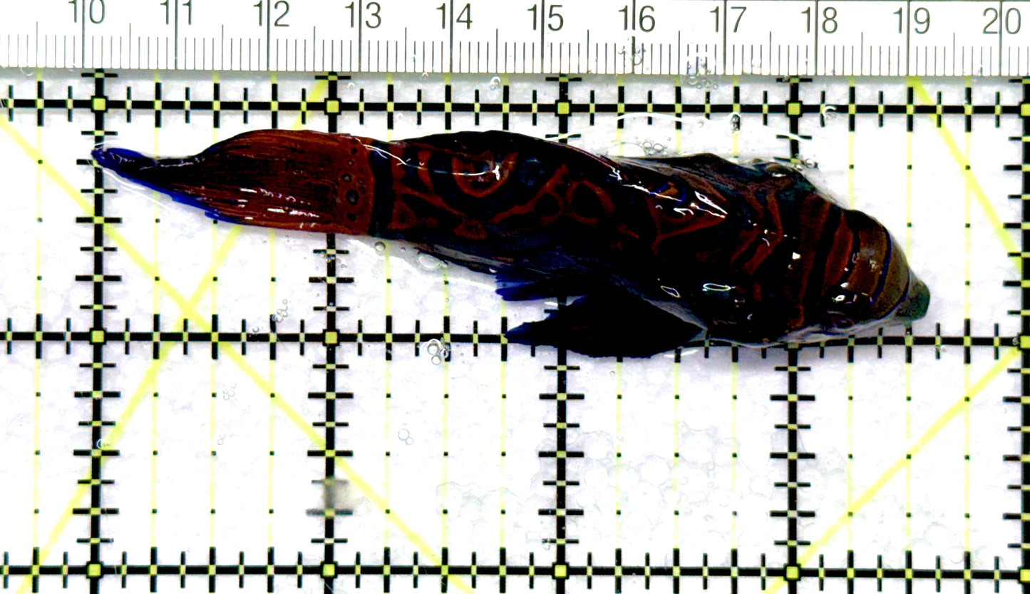 Green Mandarin Dragonet GMD081007 WYSIWYG Size: XXXL/SHOW 3.5" approx