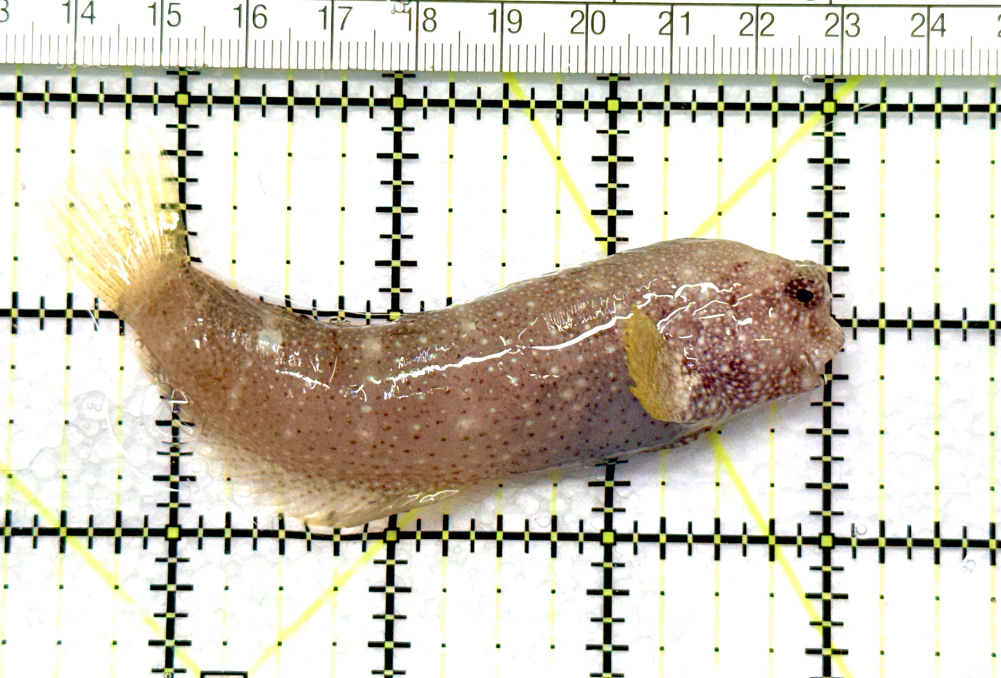 Starry Blenny SB081001 WYSIWYG Size: L 3.75"approx