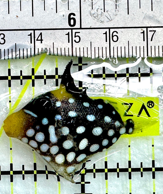 Clown Triggerfish CT082402 WYSIWYG Size: S 1.75"