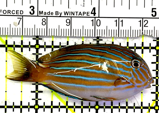 Clown Tang CT062501 WYSIWYG Size: S 2.5" approx