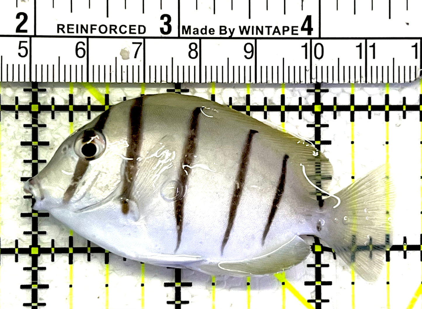 Convict Tang CT062501 WYSIWYG Size: M 2.5" approx