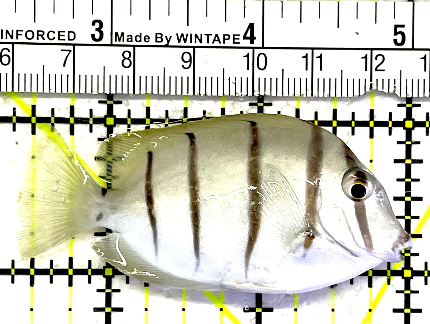 Convict Tang CT062501 WYSIWYG Size: M 2.5" approx