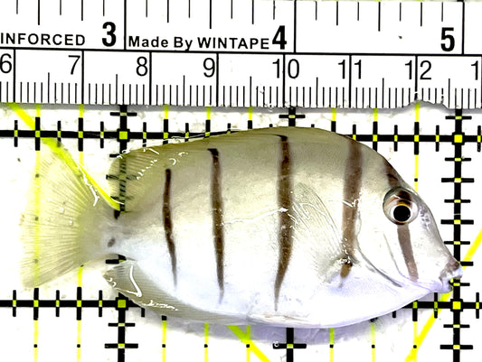 Convict Tang CT062501 WYSIWYG Size: M 2.5" approx