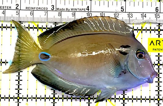 Lieutenant Tang LT062402 WYSIWYG Size: M 4.5" approx