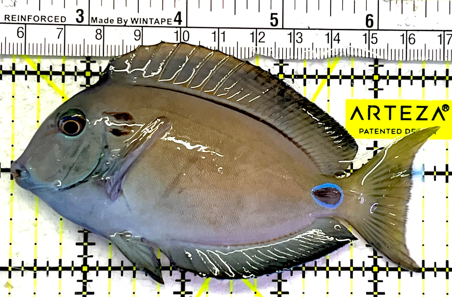 Lieutenant Tang LT062402 WYSIWYG Size: M 4.5" approx