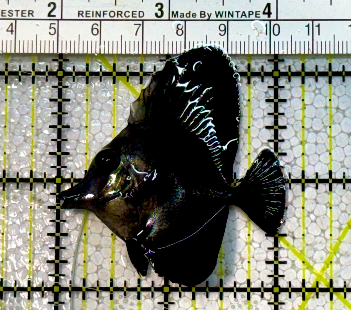 Black Tang Size: S 2" to 3"