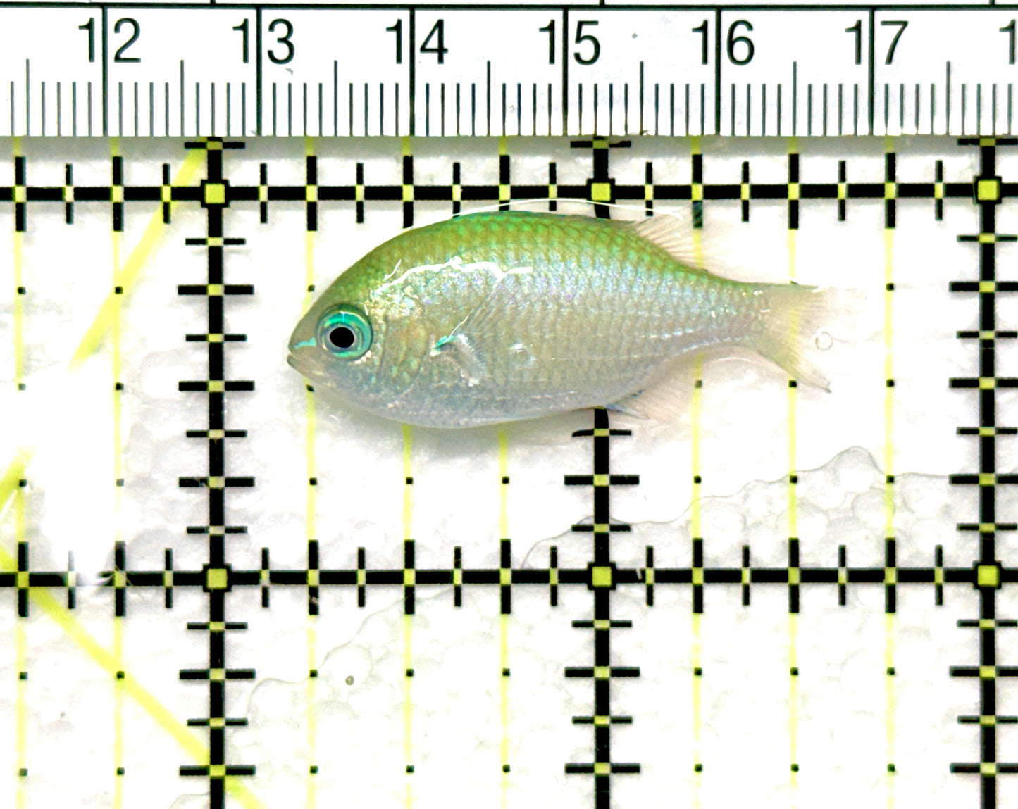 Green Chromis Fish GCF081002 WYSIWYG Size: S 1.5"approx