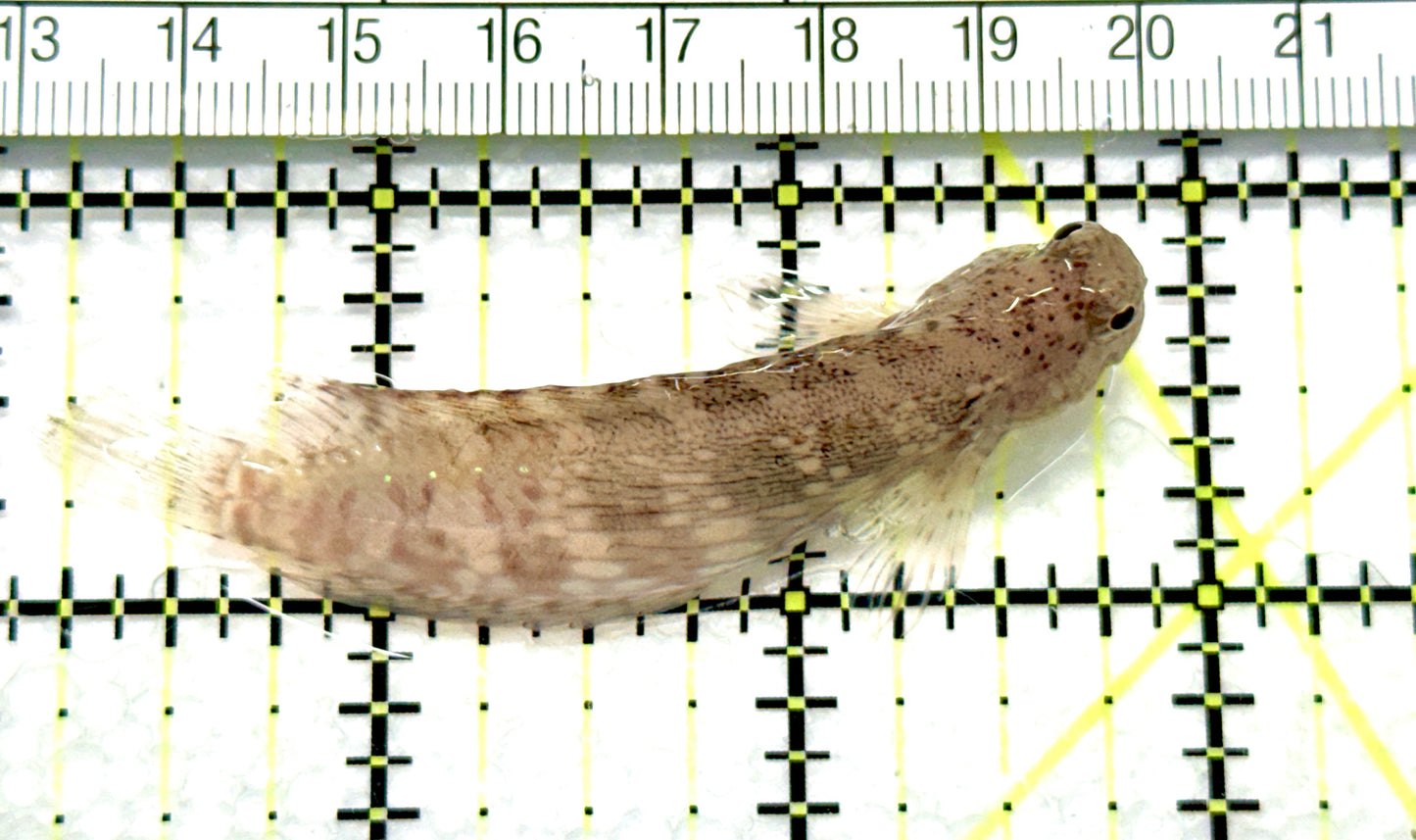 Lawnmower Blenny LB081001 WYSIWYG Size: XXL 2.75" approx