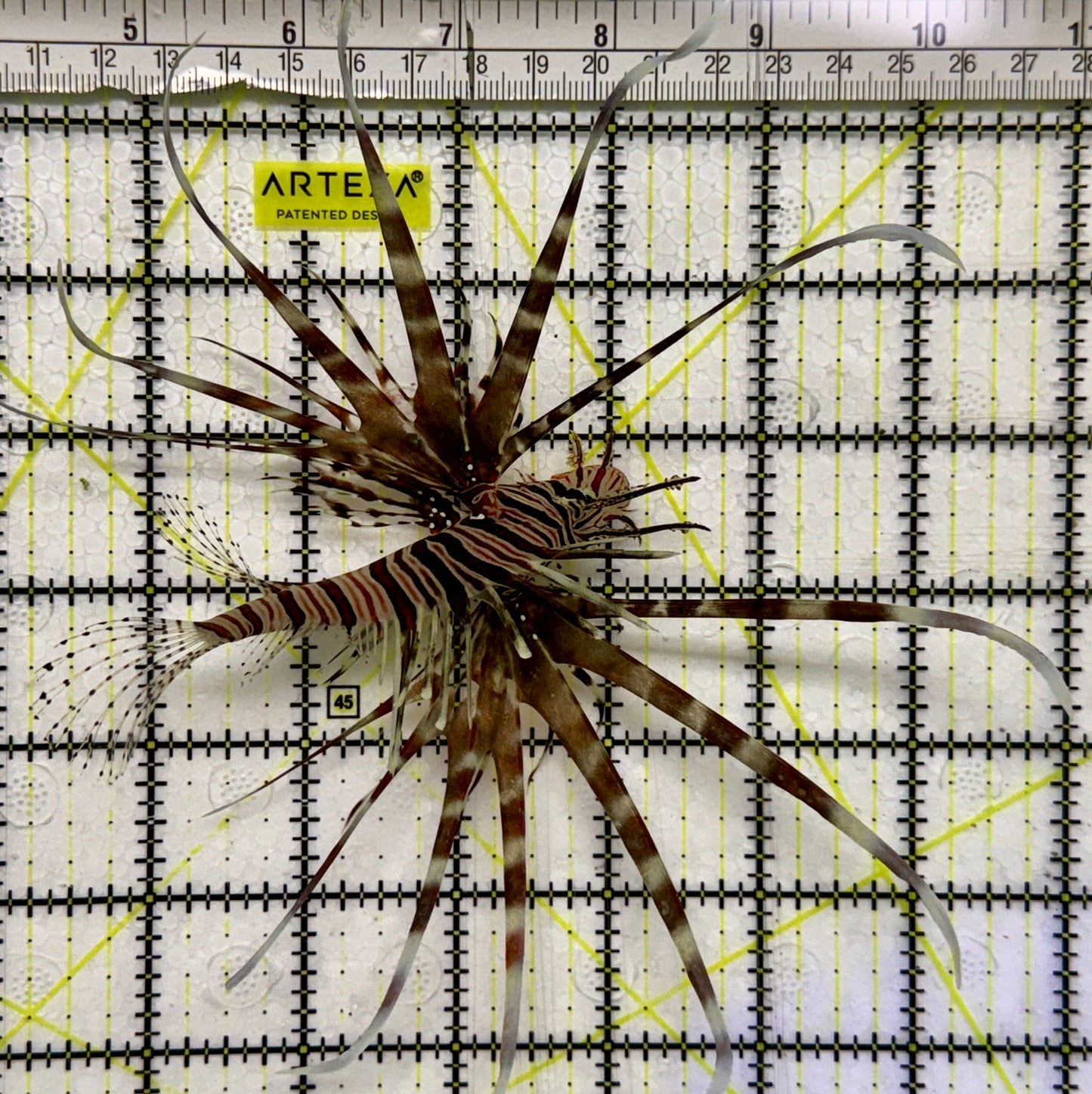 Red Volitan Lionfish RVL082601 WYSIWYG Size: L 4.75" approx