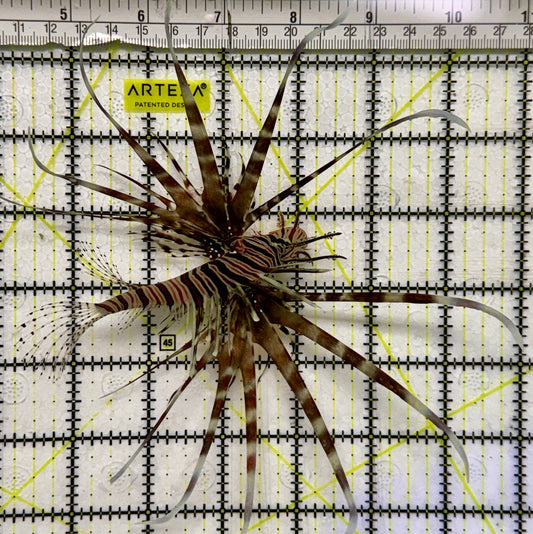 Red Volitan Lionfish RVL082601 WYSIWYG Size: L 4.75" approx