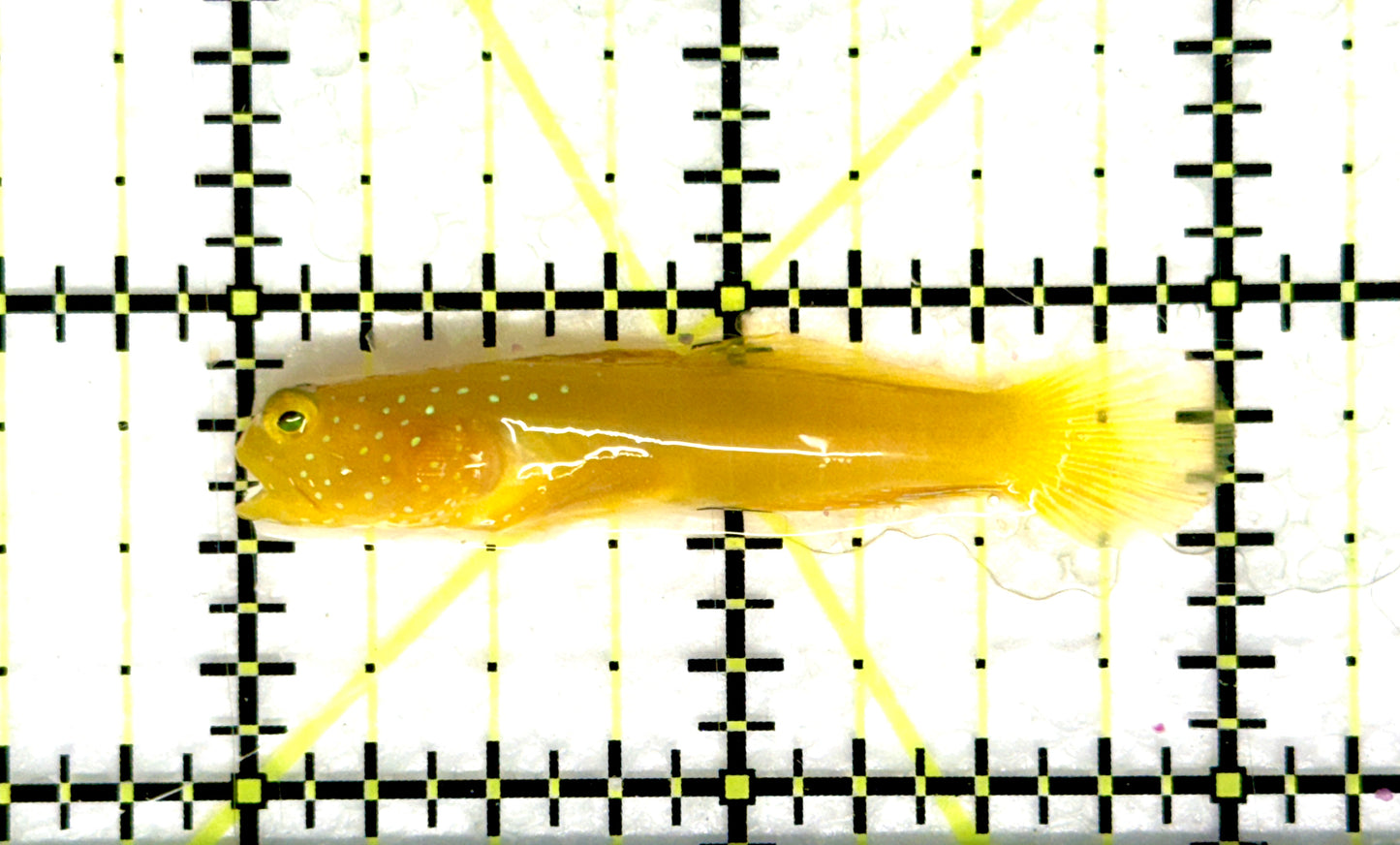 Yellow Watchman Goby YWG081002 WYSIWYG Size: L 2" approx