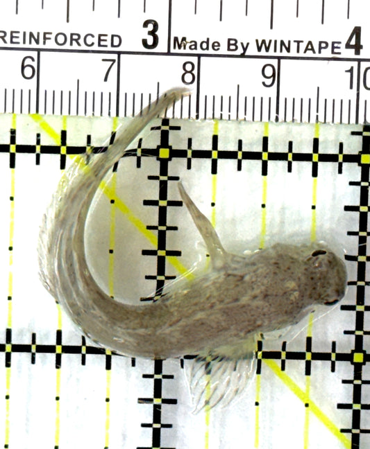 Lawnmower Blenny LB082801 WYSIWYG Size: M 2.5" approx