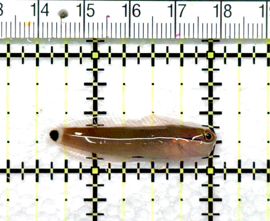 Tailspot Blenny TB081001 WYSIWYG Size:1.5" approx