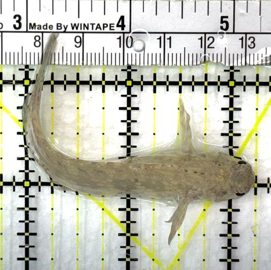 Lawnmower Blenny LB082802 WYSIWYG Size: L 3.25" approx