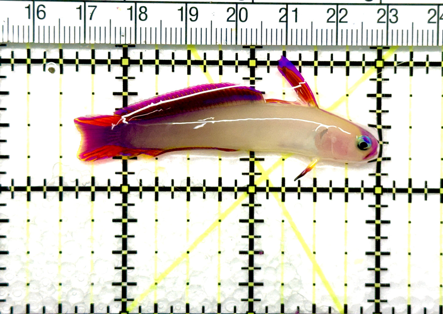 Purple Firefish Goby PFG081002 WYSIWYG Size: 2.5" approx