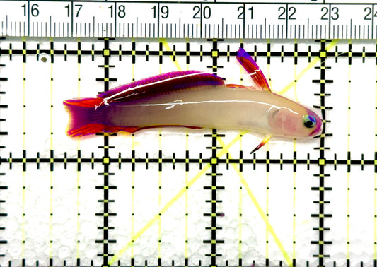 Purple Firefish Goby PFG081002 WYSIWYG Size: 2.5" approx