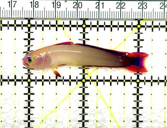 Purple Firefish Goby PFG081003 WYSIWYG Size: 2.25" approx