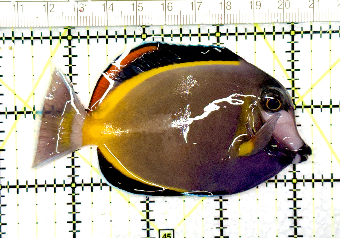 Powder Brown Tang PBT081002 WYSIWYG Size: L 3.75" approx