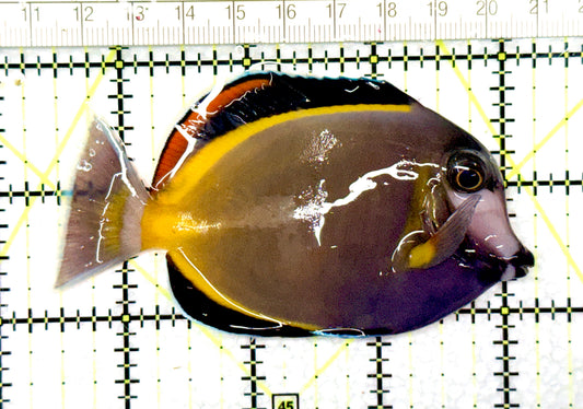 Powder Brown Tang PBT081002 WYSIWYG Size: L 3.75" approx