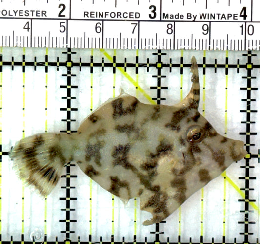 Aiptasia Eating Filefish AEF082902 WYSIWYG Size: M 2.5" approx