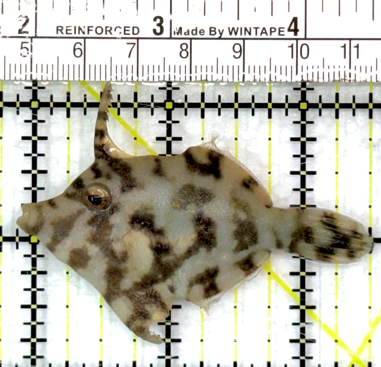 Aiptasia Eating Filefish AEF082902 WYSIWYG Size: M 2.5" approx