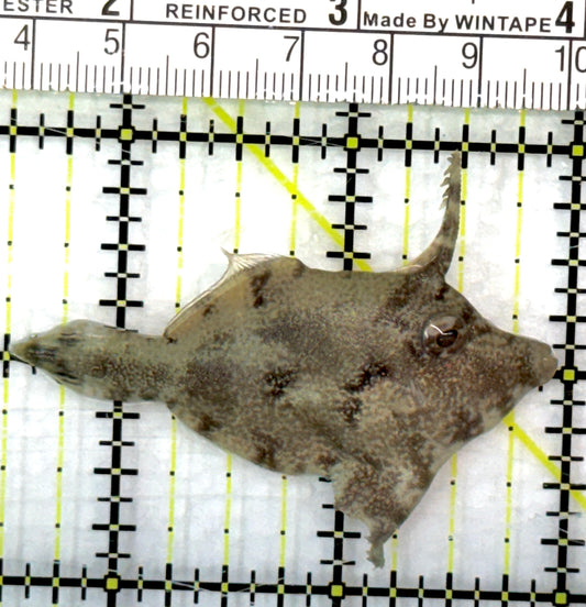 Aiptasia Eating Filefish AEF082903 WYSIWYG Size: M 2.5" approx