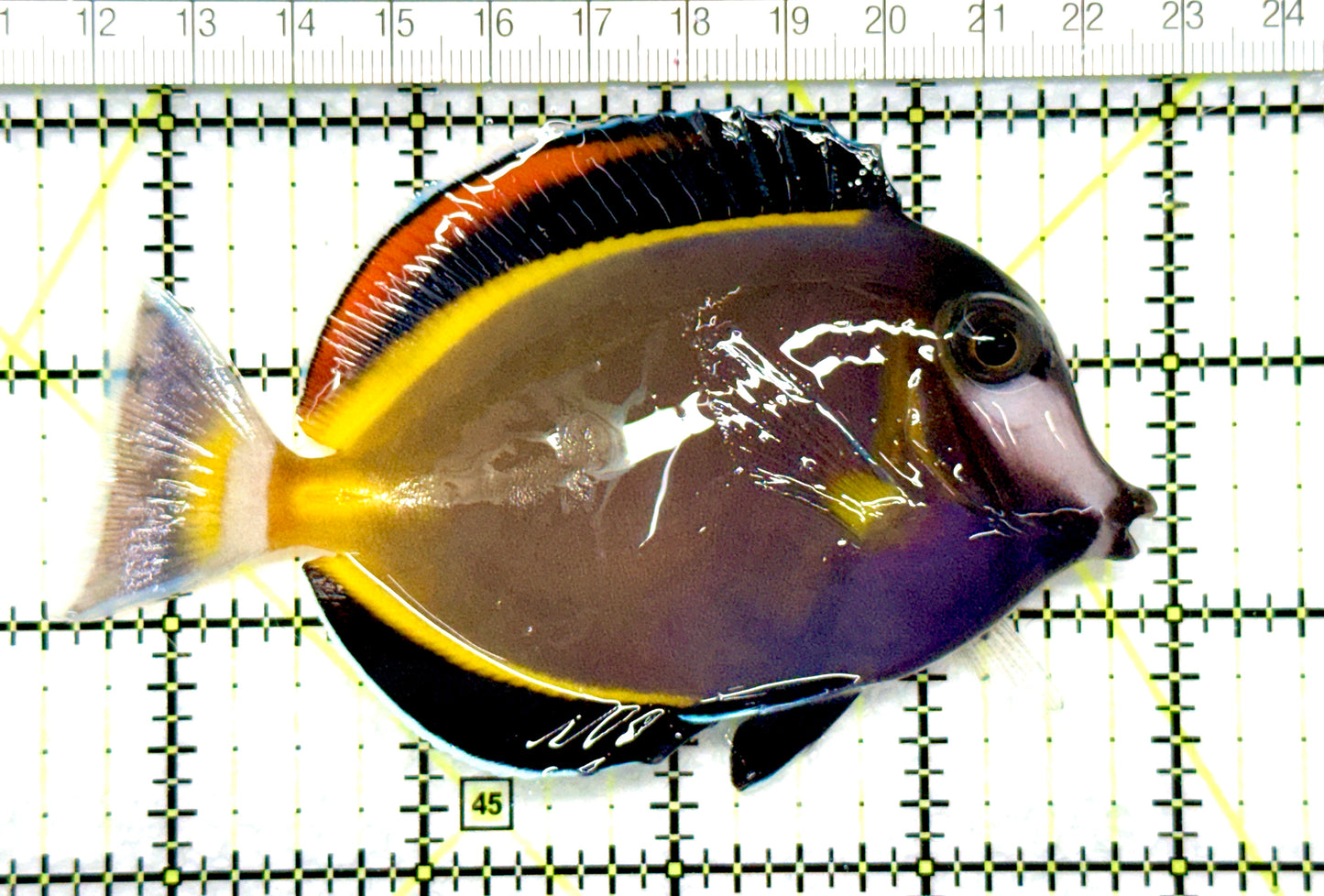 Powder Brown Tang  PBT081004 WYSIWYG Size: XL 4.5"approx