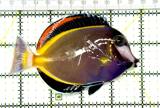 Powder Brown Tang  PBT081004 WYSIWYG Size: XL 4.5"approx