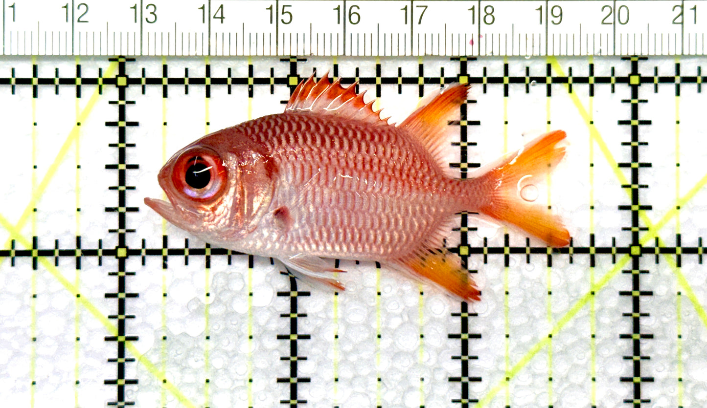 Red Soldier Fish RSF081001 WYSIWYG Size: S 2.5" approx