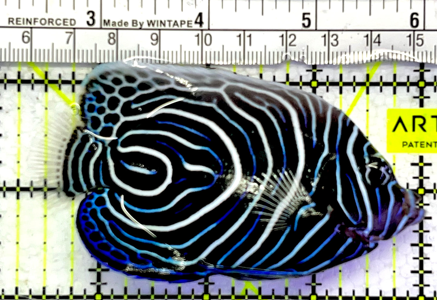 Emperor Angelfish Juvenile EAJ062503 WYSIWYG Size: L 3.75" approx