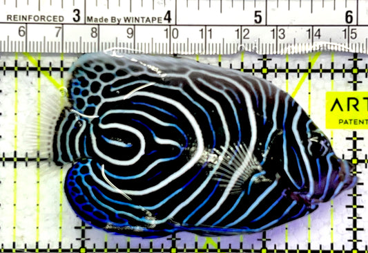 Emperor Angelfish Juvenile EAJ062503 WYSIWYG Size: L 3.75" approx