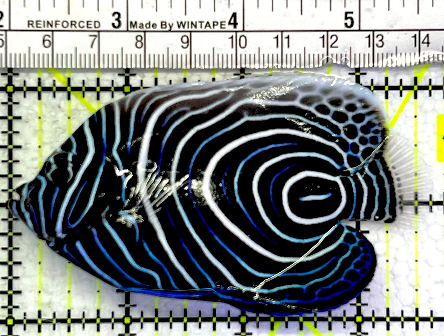 Emperor Angelfish Juvenile EAJ062503 WYSIWYG Size: L 3.75" approx