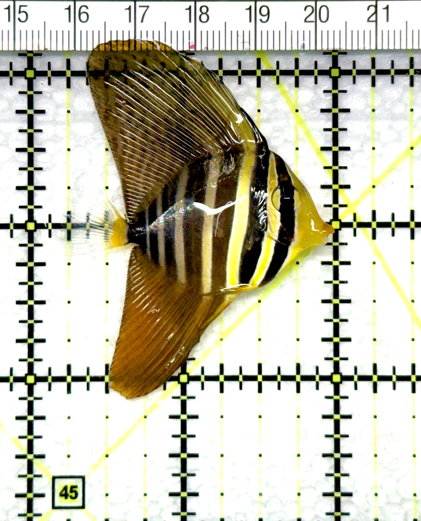 Sailfin Tang ST080901 WYSIWYG Size: S 1.75"approx