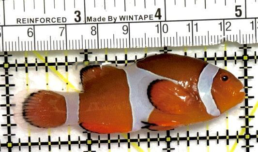 Ocellaris Clownfish OC082801 WYSIWYG Size: XL 3" approx