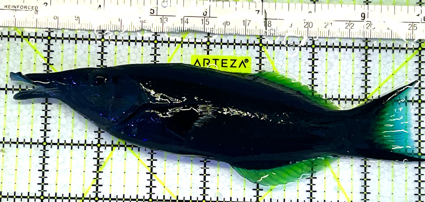 Green Bird Wrasse GBW062404 WYSIWYG Size: XXL/SHOW 8" approx