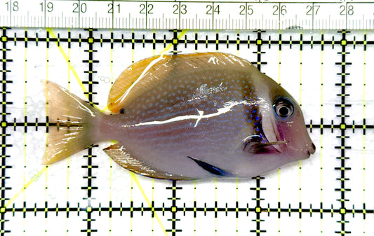 Rare Cebu Vibrant Whitebar Surgeonfish RCVWS081001 WYSIWYG Size: ML 3.25" approx
