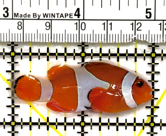 Ocellaris Clownfish OC082802 WYSIWYG Size: M 2" approx