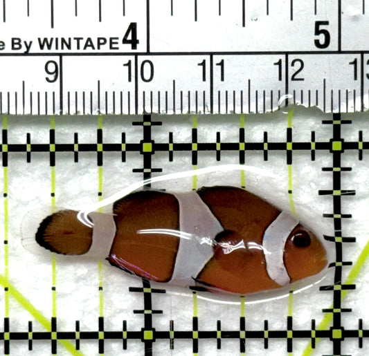 Ocellaris Clownfish OC082803 WYSIWYG Size: M 1.75" approx