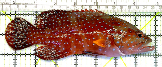 Miniatus Grouper MG062501 WYSIWYG Size: XL 7.5" approx